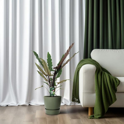 Elefantenohr – Alocasia Lauterbachiana – Zimmerpflanze – Ø19cm – ↕80cm - Exotische Pflanze mit gezackten Blättern – Blickfang für Wohnzimmer & Büro 