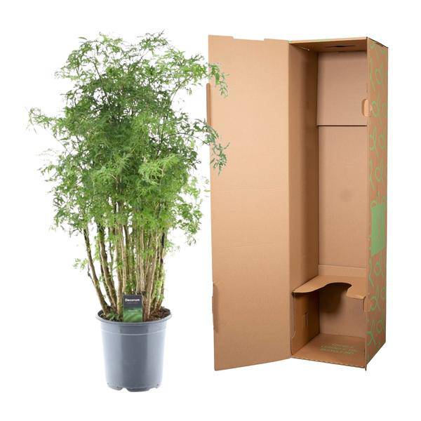 Polyscias Hawaiiana Ming – Fiederaralie – Immergrüne Zimmerpflanze – Elegante Grünpflanze für Wohnzimmer & Büro – ↕90cm – Ø24cm 