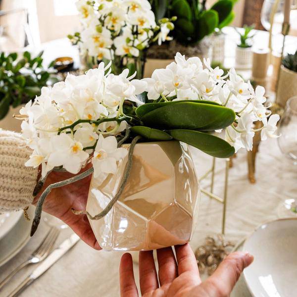 Weiße Orchidee 'Nazaré' – Zimmerpflanze – Ø9cm Topf – inkl. Dekotopf Pearl Travertin – Kompakte Tischdeko – Elegante Blütenpracht 