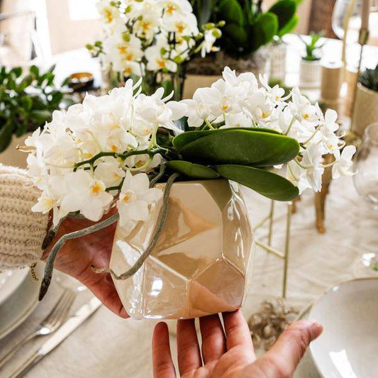 Weiße Orchidee 'Nazaré' – Zimmerpflanze – Ø9cm Topf – inkl. Dekotopf Pearl Travertin – Kompakte Tischdeko – Elegante Blütenpracht 