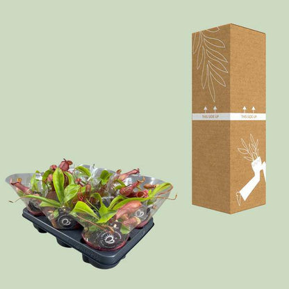 fleischfressende Pflanze - Nepenthes Alata - Zimmerpflanze - Ø12cm - ↕17cm 