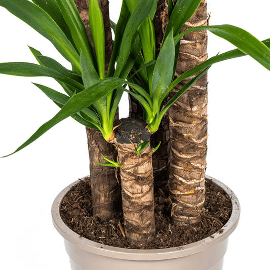 Riesen-Palmlilie - Yucca Elephantipes - Zimmerpflanze - Ø27cm - ↕160cm – Pflegeleicht & robust 