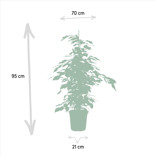 Pflanzenset Ficus Benjamina Danielle + Twilight + Microcarpa Moclame – Zimmerpflanzen – je Ø21cm – ca. 95cm Höhe – Luftreinigende grüne Schönheiten für helle Innenräume 
