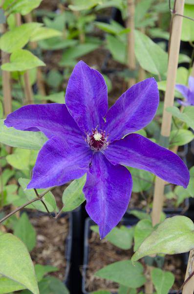 Waldrebe – Clematis 'The President' – Ø15cm – ↕65cm – Kletterpflanze mit lila Blüten – ideal für Pergolen, Zäune & Rankhilfen 