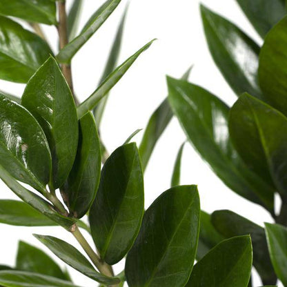 Glücksfeder Zamioculcas Zamiifolia – Zimmerpflanze – Ø 17cm – Höhe 70cm – Pflegeleicht & Wasserspeichernd – Halbschatten geeignet 