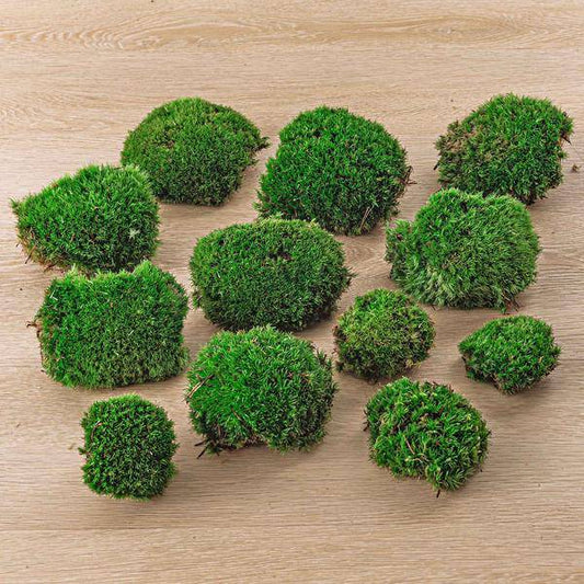 Lebendes Kissenmoos – pflegeleichter Flaschengarten im Glas, Pflanzen Terrarium für Wohnzimmer & Büro