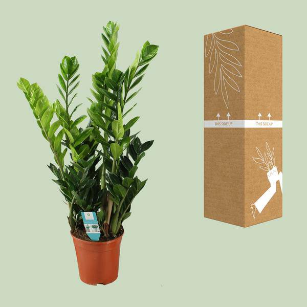 Glücksfeder Zamioculcas – Zimmerpflanze – Ø21cm – ca. 100cm hoch – Luftreinigend & pflegeleicht – Für halbschattige Innenbereiche 