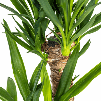 Yucca Elephantipes – Riesen-Palmlilie – Zimmerpflanze Ø19cm ↕70-90cm – Robust & pflegeleicht – Exotisch & dekorativ 