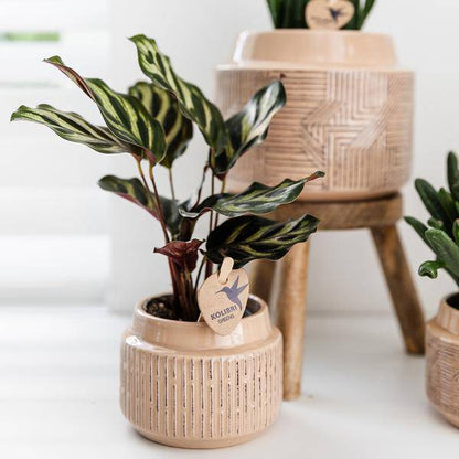 Calathea Makoyana – Pfauen-Korbmaranthe – Zimmerpflanze – Ø9cm – Exotische, kompakte Grünpflanze mit dekorativen Blättern – Luftreinigend & pflegeleicht 