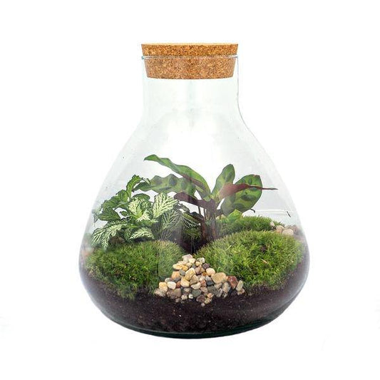 Flaschengarten – DIY Terrarium Sammie – ↕27cm – Selbstversorgendes Pflanzen-Terrarium mit Fittonia & Calathea – Inkl. Glasgefäß, Moos, Erde & Anleitung – Mini-Ökosystem zum Selberbauen 