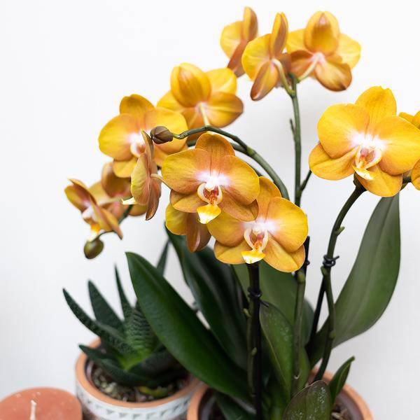Orange Phalaenopsis-Orchidee Las Vegas im goldenen Groove-Ziertopf - Ø12cm 
