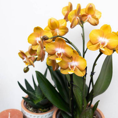Orange Phalaenopsis-Orchidee Las Vegas im goldenen Groove-Ziertopf - Ø12cm 