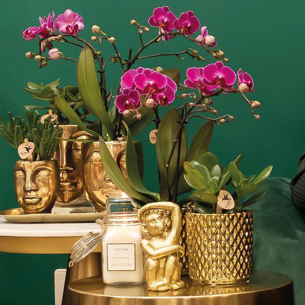 Phalaenopsis-Orchidee – Morelia – Fliederfarben – Ø9cm – ca. 35cm hoch – Inkl. goldener Diamond-Ziertopf – Blühende Zimmerpflanze mit 2–3 Zweigen 