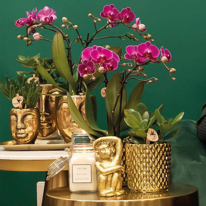 Phalaenopsis-Orchidee – Morelia – Fliederfarben – Ø9cm – ca. 35cm hoch – Inkl. goldener Diamond-Ziertopf – Blühende Zimmerpflanze mit 2–3 Zweigen 