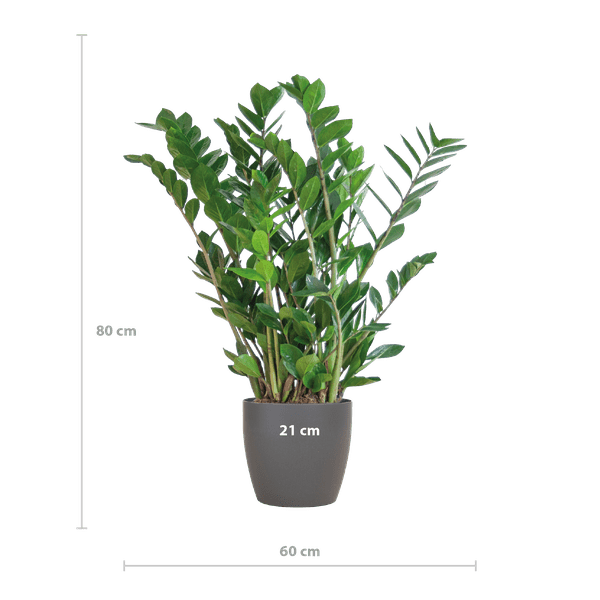 Zamioculcas Zamiifolia Glücksfeder – robuste Zimmerpflanze ↕80cm Ø21cm – pflegeleichte Smaragdpalme im nachhaltigen Viber Topf Grau 