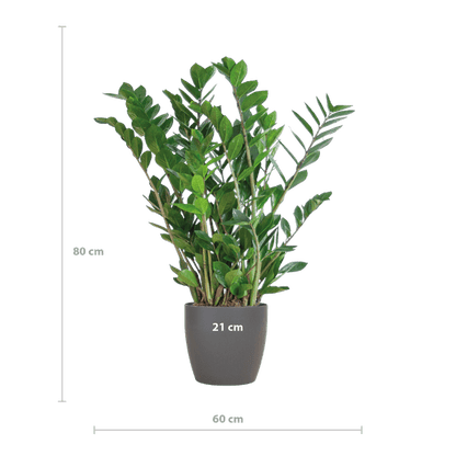 Zamioculcas Zamiifolia Glücksfeder – robuste Zimmerpflanze ↕80cm Ø21cm – pflegeleichte Smaragdpalme im nachhaltigen Viber Topf Grau 