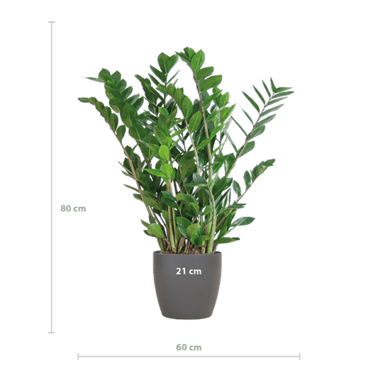 Zamioculcas Zamiifolia Glücksfeder – robuste Zimmerpflanze ↕80cm Ø21cm – pflegeleichte Smaragdpalme im nachhaltigen Viber Topf Grau 