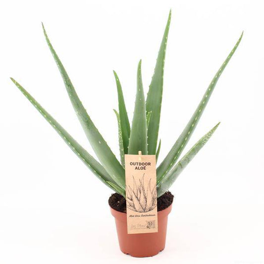 Aloe Vera – Echte Aloe – Ø14cm – ↕45cm Pflanze – Pflegeleichte Heilpflanze für Zuhause & Büro 