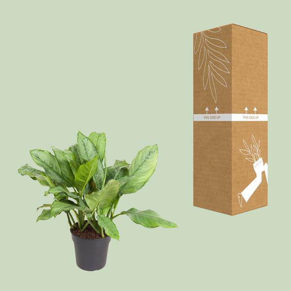 Kolbenfaden - Aglaonema B.J, Freedman - Zimmerpflanze - Ø24cm - ↕70cm 