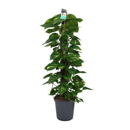 Efeutute - Scindapsus Epipremnum - Zimmerpflanze - Ø24cm - ↕120cm 