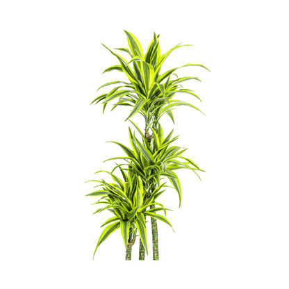 Drachenbaum Dracaena Deremensis Lemon Lime – Zimmerpflanze – Ø27 cm Topf – 180 cm hoch – dekorative Blattpflanze mit lebhaften Grüntönen 