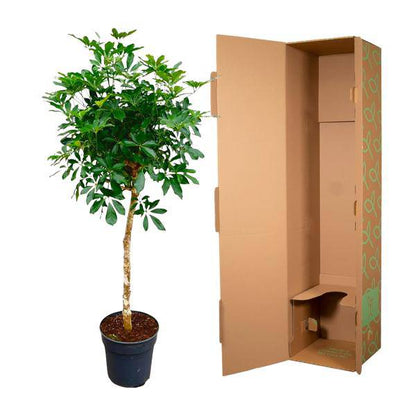 Strahlenaralie – Schefflera auf Stiel – Zimmerpflanze 170cm – Ø35cm – Immergrüne Grünpflanze mit handförmigen Blättern – Tropische XXL-Pflanze für Wohnzimmer & Büro – Pflegeleicht 