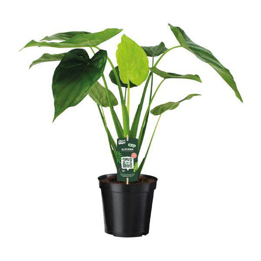 Alocasia Cucullata – Elefantenohr – Ø19cm x H55cm – Tropische Zimmerpflanze mit großen grünen Blättern – Pflegeleicht & dekorativ – Für indirektes Licht 