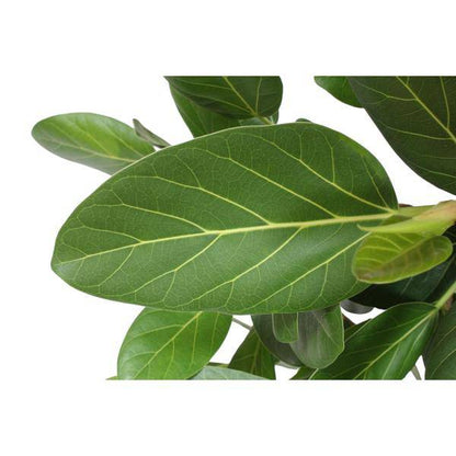 Banyan-Feige - Ficus Benghalensis - 150cm - ø34cm 
