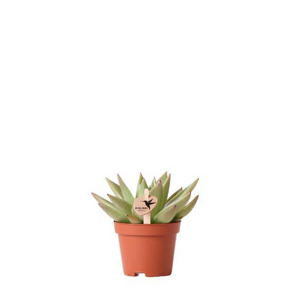 Sukkulente Echeveria Miranda – Grüne Rosettenpflanze – Ø6cm – Pflegeleichte Zimmerpflanze – In Blumenerde – Für helle Standorte 