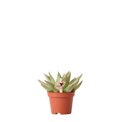 Sukkulente Echeveria Miranda – Grüne Rosettenpflanze – Ø6cm – Pflegeleichte Zimmerpflanze – In Blumenerde – Für helle Standorte 