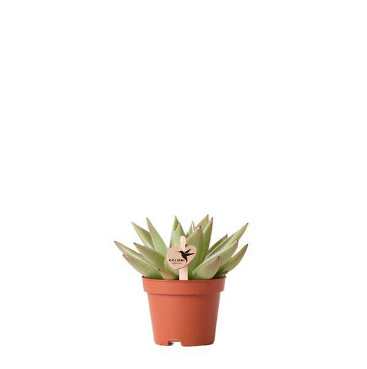 Sukkulente Echeveria Miranda – Grüne Rosettenpflanze – Ø6cm – Pflegeleichte Zimmerpflanze – In Blumenerde – Für helle Standorte 
