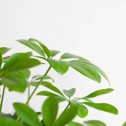 Schefflera Arboricola Nora – Birkenfeige – Zimmerpflanze + Blumentopf Sofia Natur – ↕70cm – Ø21cm – Handförmige Blätter – Pflegeleicht & dekorativ 
