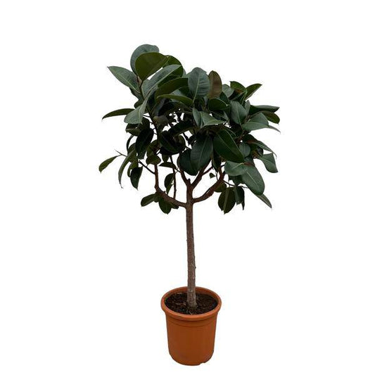 Gummibaum – Ficus Elastica Robusta – 200 cm hoch – Ø40 cm Topf – Große Zimmerpflanze mit glänzenden Blättern – Pflegeleicht & luftreinigend – Ideal für Wohnzimmer & Büro 