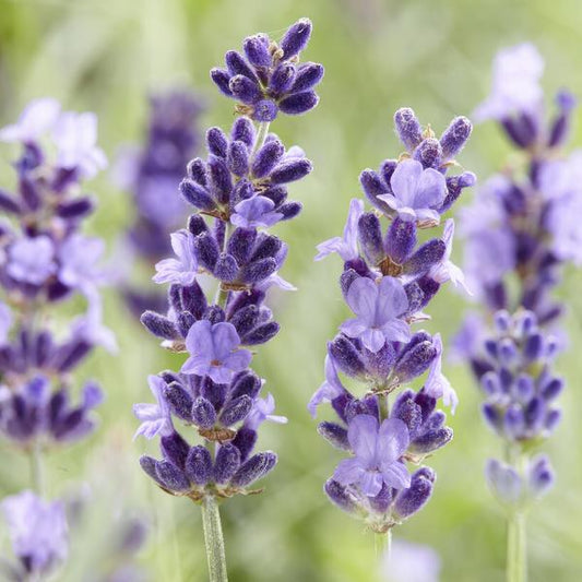 Lavender Lavandula 'Hidcote' – 6 Pflanzen – Reich blühender Lavendel – ↕10-25cm – Ø9cm – pflegeleicht & sonnig 