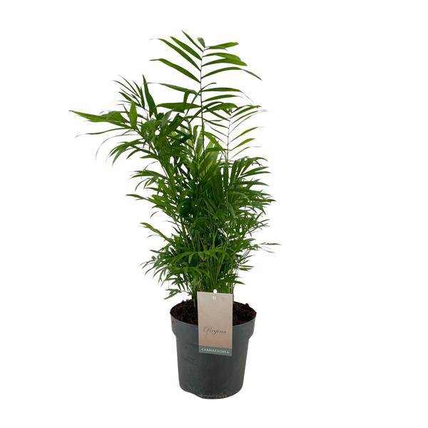 Mexikanische Bergpalme - Chamaedorea Elegans - Zimmerpflanze - Ø17cm - ↕50cm 