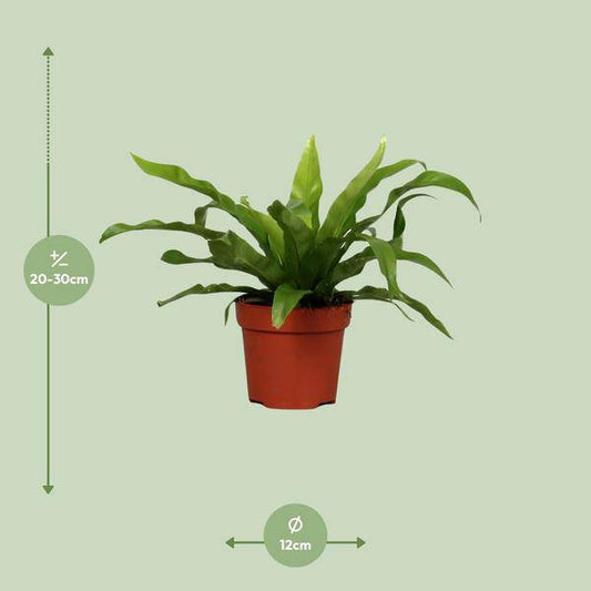 Nestfarn - Asplenium Antiquum - Zimmerpflanze - Ø12cm - ↕25cm 