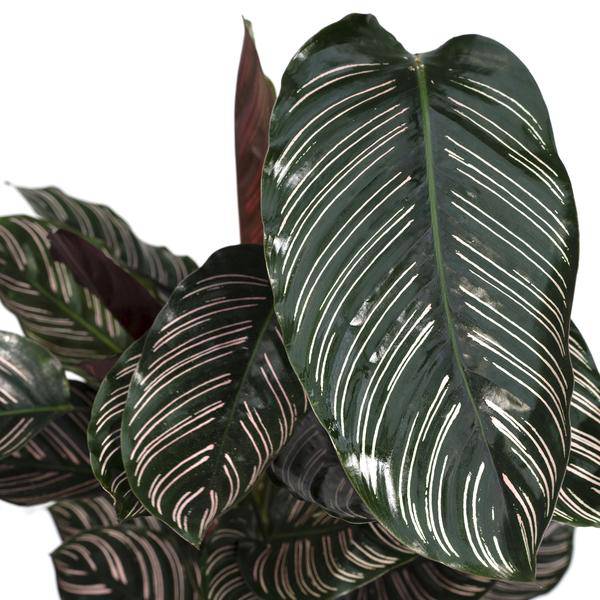 Calathea Ornata – Korbmarante – Zimmerpflanze – Ø19cm x ↕75cm – Dunkelgrüne Blätter mit rosa Streifen – Tropische Pflanze für Wohnräume – Luftreinigend & pflegeleicht 