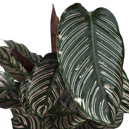 Calathea Ornata – Korbmarante – Zimmerpflanze – Ø19cm x ↕75cm – Dunkelgrüne Blätter mit rosa Streifen – Tropische Pflanze für Wohnräume – Luftreinigend & pflegeleicht 