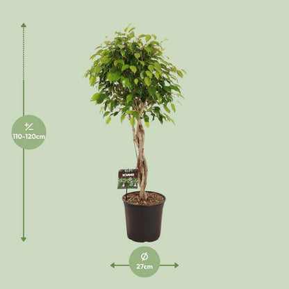 Birkenfeige - Ficus Benjamina Exotica - Zimmerpflanze - Ø27cm - ↕120cm 