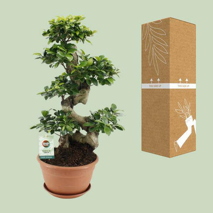 Chinesische Feige – Ficus Ginseng – Zimmerpflanze Ø27cm – Höhe ca. 70cm – Pflegeleichter Bonsai-Ficus mit dekorativen Wurzeln – Ideal für Wohnzimmer & Büro 