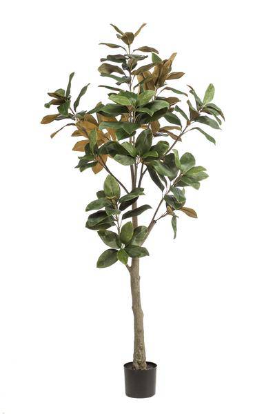 Kunstpflanze - Magnolia Grandiflora - 180 cm 