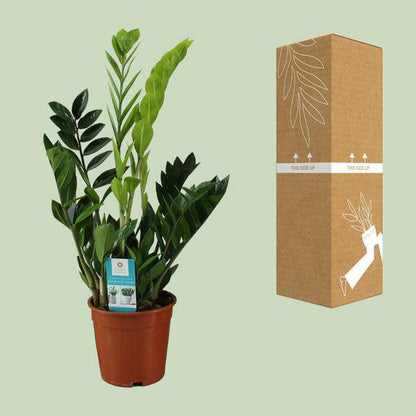 Glücksfeder - Zamioculcas Zamiifolia - Zimmerpflanze - Ø17cm - ↕65cm 