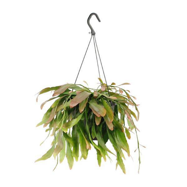 Korallenkaktus - Rhipsalis Rote Koralle - Zimmerpflanze - Ø17cm - ↕25cm 