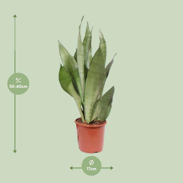 Bogenhanf - Sansevieria Moonshine - Zimmerpflanze - Ø17cm - ↕60cm 