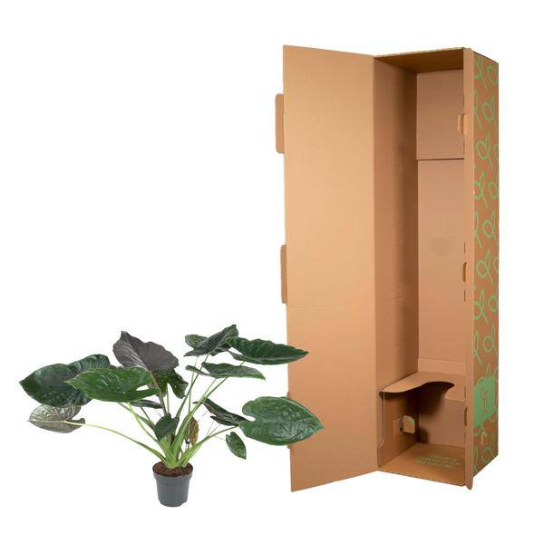 Elefantenohr – Alocasia Wentii – Zimmerpflanze – 120cm – Ø32cm – tropische Pflanze mit großen pfeilförmigen Blättern in Dunkelgrün und Violett 