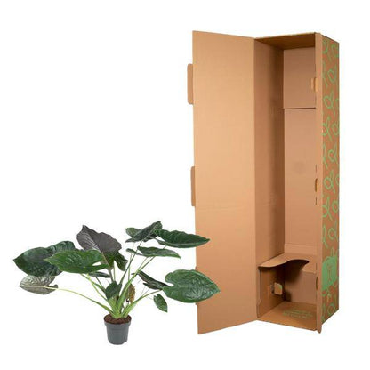 Elefantenohr – Alocasia Wentii – Zimmerpflanze – 120cm – Ø32cm – tropische Pflanze mit großen pfeilförmigen Blättern in Dunkelgrün und Violett 