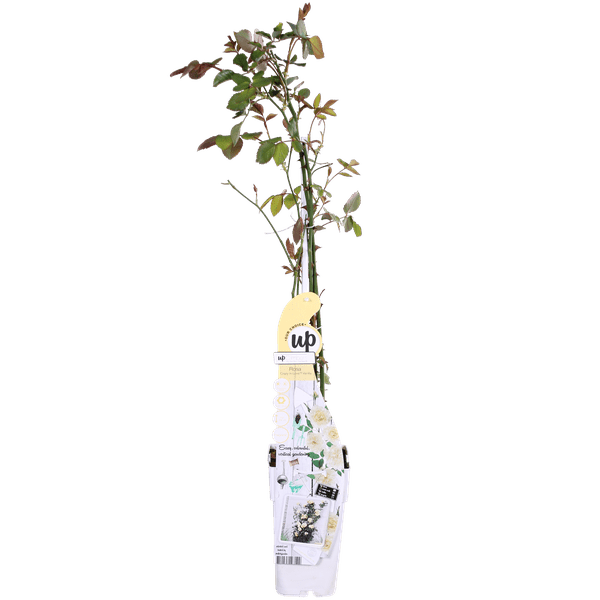 Weiße Kletterrose - Rosa Crazy in love 'Vanilla' - ↨65cm - Ø15cm - 3 Stück 
