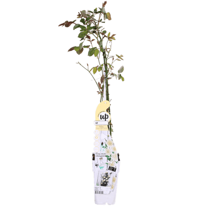 Weiße Kletterrose - Rosa Crazy in love 'Vanilla' - ↨65cm - Ø15cm - 3 Stück 