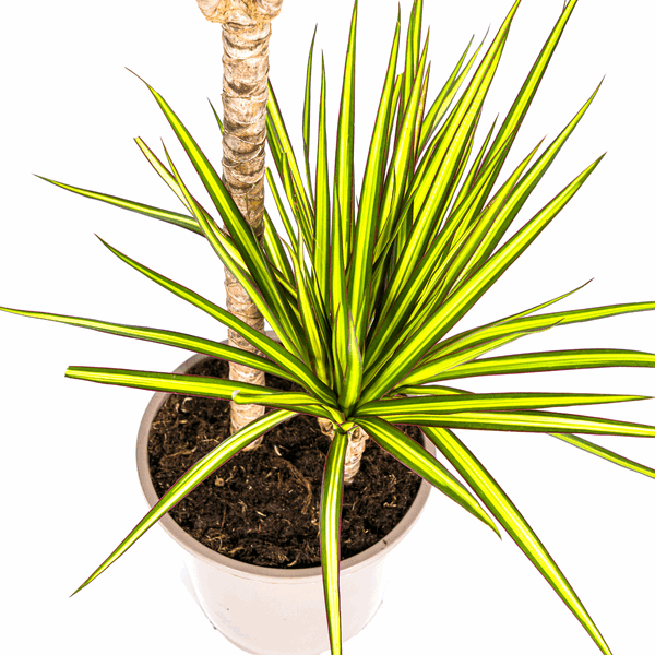 Dracaena Marginata Sunray Drachenbaum – Zimmerpflanze Ø19cm – ca. 80-100cm hoch – Tropischer Akzent mit grünen und gelben Blättern 