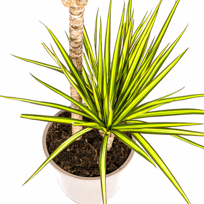 Dracaena Marginata Sunray Drachenbaum – Zimmerpflanze Ø19cm – ca. 80-100cm hoch – Tropischer Akzent mit grünen und gelben Blättern 